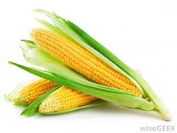 Biokotte tehakse maisist